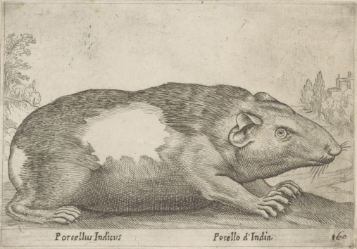 Rycina przedstawia krępe zwierzę z bardzo krótkimi nóżkami i pazurami. Zwierzę na podłużną mordkę i małe uszy. Po prawej stronie zarys drzew i budowli. Jest to kawia.