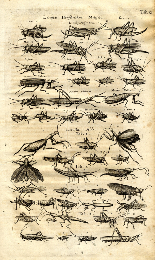 Stara rycina. Grafika przedstawia kilkadziesiąt przedstawień owadów. Jest to szarańcza.  