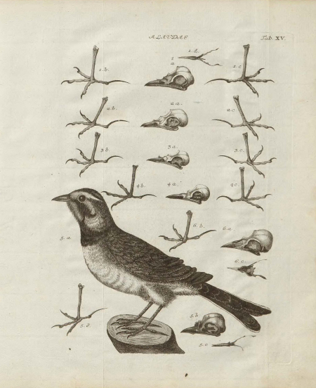 Rysunek przedstawia ptaka siedzącego na gałęzi. Jest to skowronek. Tło stanowią rysunki nóżek ptaka i jego czaszki. 