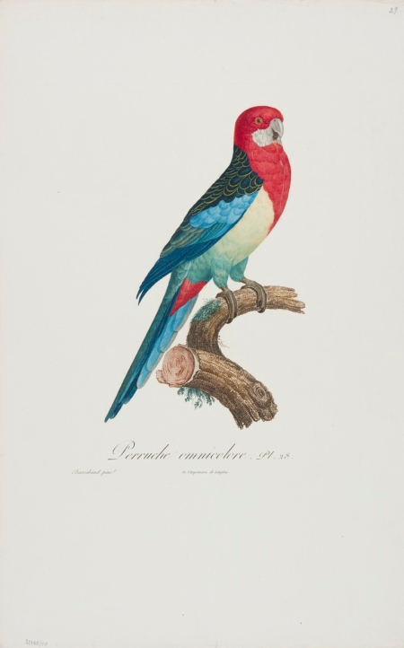 Kolorowa ilustracja. Przedstawia papugę w kolorach czerwieni, błękitów i zieleni siedzącą na gałęzi.