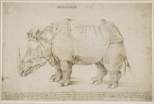Nosorożec Albrechta Dürera. Zwierzę stoi w miejscu. Pochyla głowę w dół. Ma skórę jak zbroję i spiralny róg na grzbiecie. U góry napis. Pod rysunkiem długi tekst. 