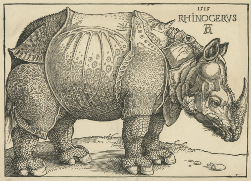 Drzeworyt pt. "Nosorożec" Albrechta Dürera. Zwierzę stoi w miejscu. Pochyla głowę w dół. Ma skórę jak zbroję i spiralny róg na grzbiecie. U góry napis. 