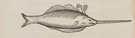 Schematyczny rysunek ryby. Jest to ryba narwal jednozębny.

