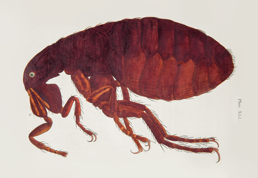 ILustracja barwna. Przedstawia czerwonego owada. Jest to pchła. 