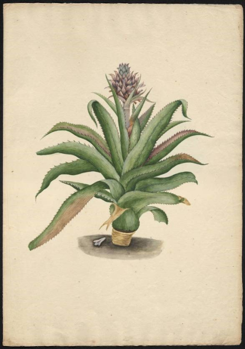 Kolorowe rysunki Anny Renaty Breyne przedstawiające kwitnącego ananasa oraz owoc ananasa.