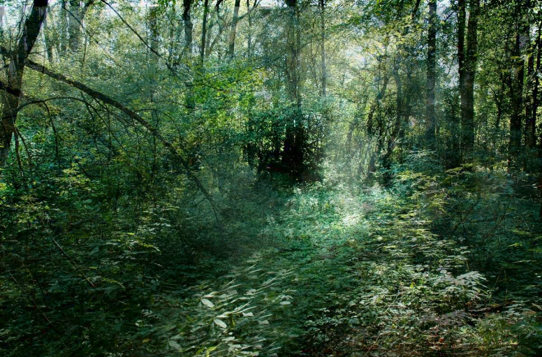 Gęsto porośnięty las. Zdjęcie zrobione w porze wiosenno letniej.
