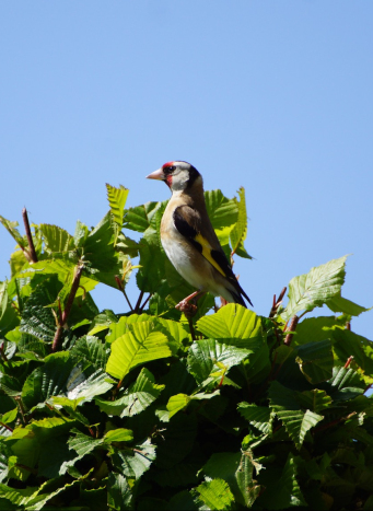 Zdjęcie przedstawia stojącego ptaka na porośniętych liśćmi gałęziach.