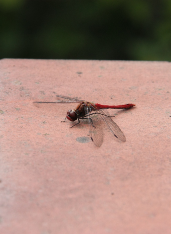 Zdjęcie przedstawia ważkę siedzącą na murku.